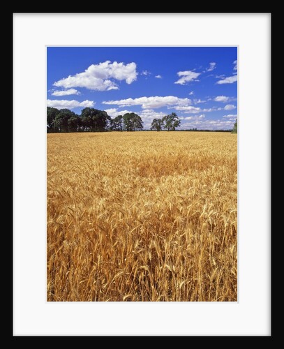 Wheat field and oak trees by Anonymous