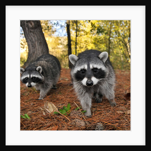 Curious raccoons by Anonymous