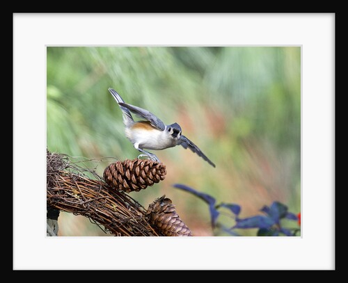 Tufted-Titmouse by Anonymous