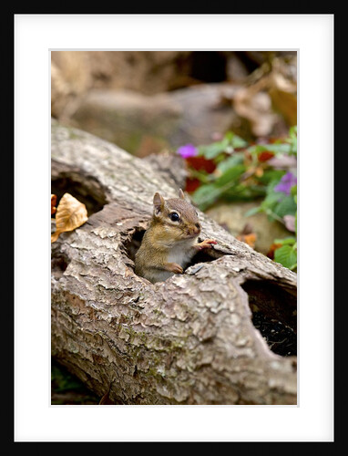 Eastern Chipmunk by Anonymous