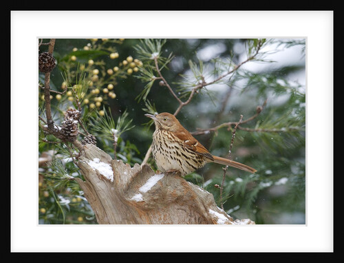 Brown Thrasher by Anonymous