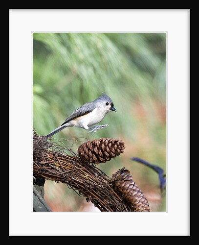Tufted-Titmouse by Anonymous