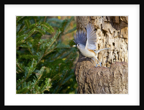 Tufted-Titmouse by Anonymous