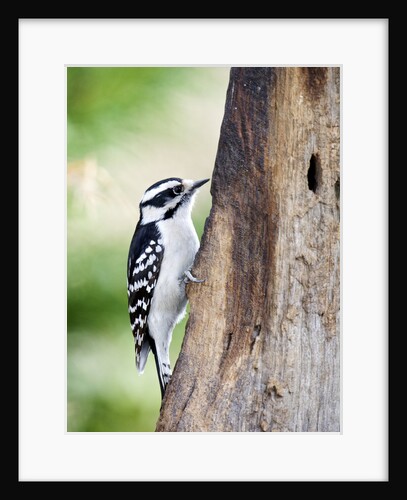 Downy Woodpecker by Anonymous