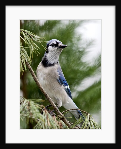 Blue Jay by Anonymous