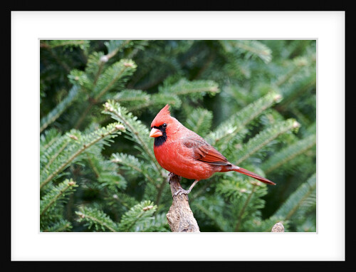 Northern Cardinal by Anonymous