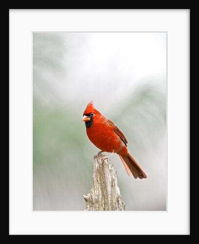 Northern Cardinal by Anonymous