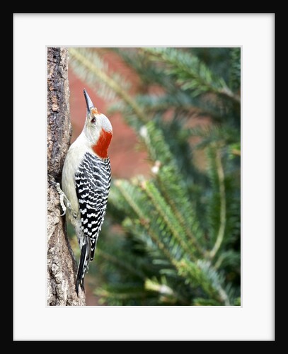 Red-beilled Woodpecker by Anonymous