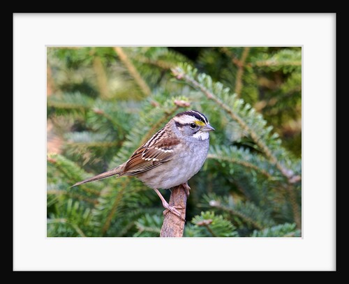 White-throated Sparrow by Anonymous
