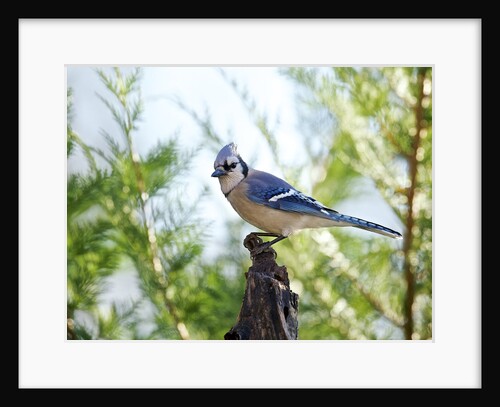 Blue Jay by Anonymous
