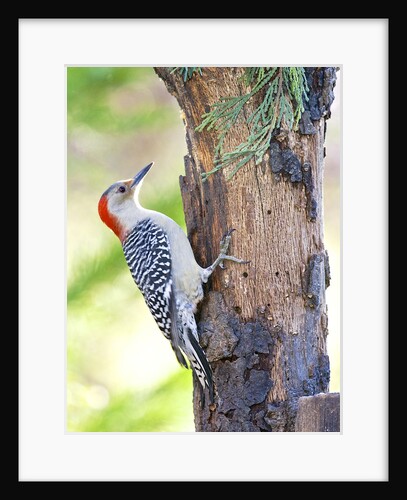 Red-beilled Woodpecker by Anonymous