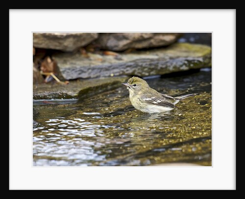 Pine Warbler (1st year) by Anonymous