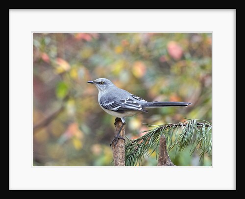 Northern Mockingbird by Anonymous