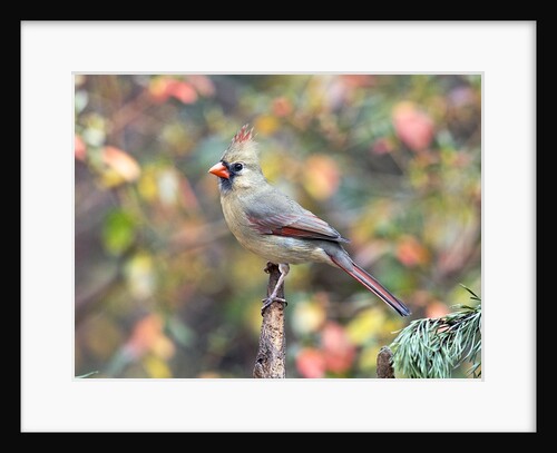Northern Cardinal by Anonymous