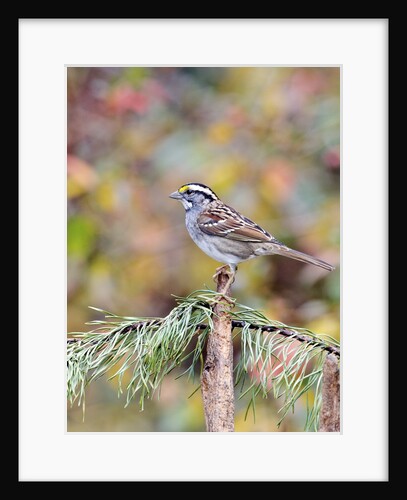 White-throated Sparrow by Anonymous