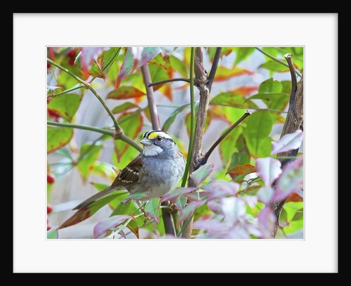 White-throated Sparrow by Anonymous