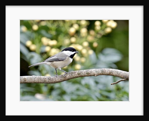 Carolina Chickadee by Anonymous