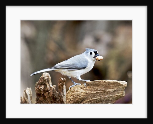 Tufted-Titmouse by Anonymous