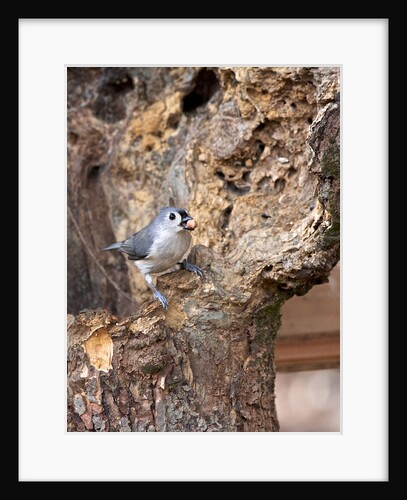 Tufted-Titmouse by Anonymous
