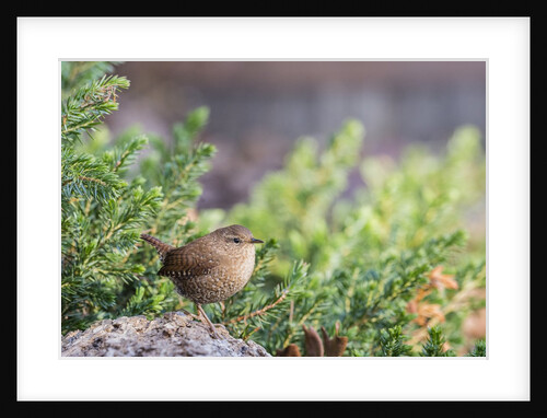 House Wren by Anonymous