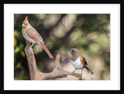 Northern Cardinal & Rufous Towhee (female) by Anonymous