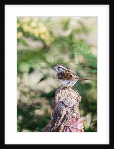 White-throated Sparrow by Anonymous