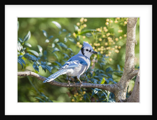 Blue Jay by Anonymous