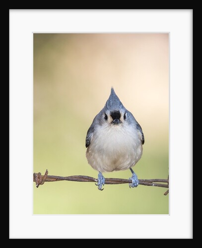 Tufted Titmouse by Anonymous