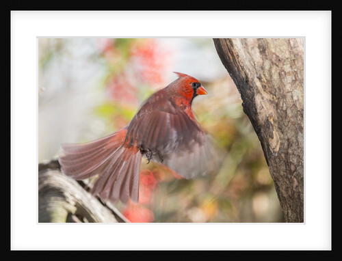 Northern Cardinal by Anonymous