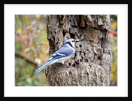 Blue Jay by Anonymous
