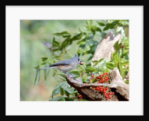 Tufted Titmouse by Anonymous