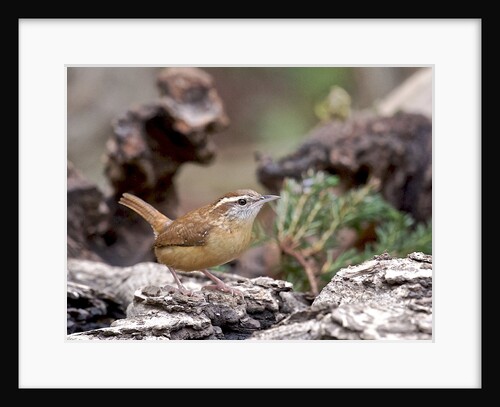 Carolina Wren by Anonymous