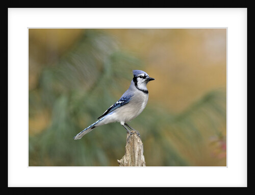 Blue Jay by Anonymous