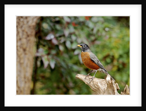 American Robin by Anonymous