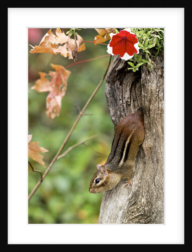 Eastern Chipmunk by Anonymous