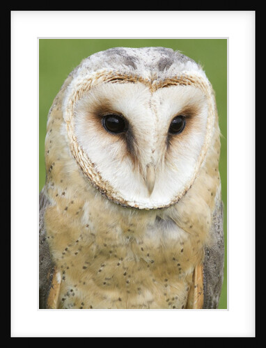Barn Owl close-up by Anonymous