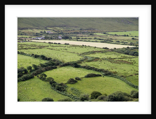 Sheep graze on the Dingle Peninsula by Anonymous