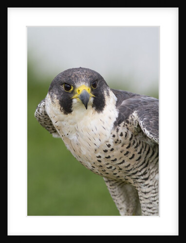 Peregrine Falcon close-up by Anonymous