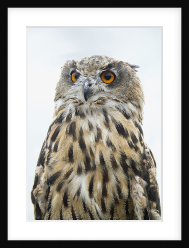 Eurasian Eagle-Owl close-up by Anonymous
