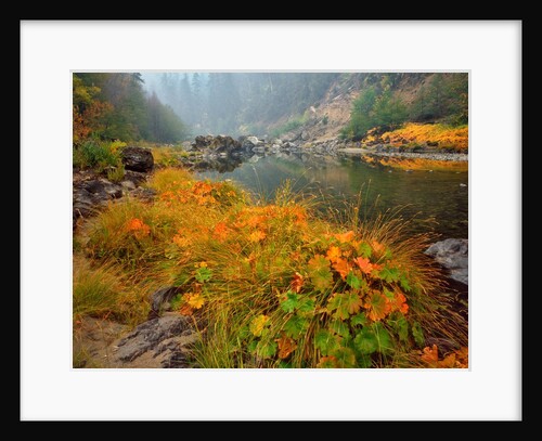 Indian rhubarb in fall color along the Wild & Scenic Illinois River in Siskiyou National Forest, Oregon by Anonymous