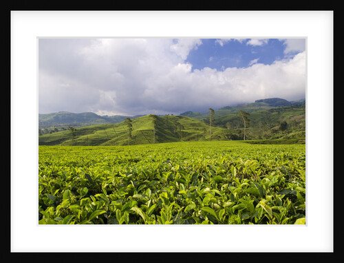 Panorama of tea plantation in West Java by Anonymous