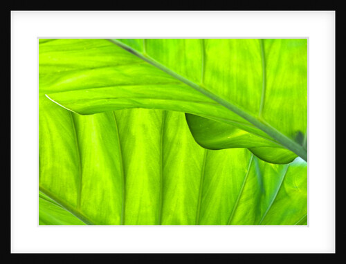 Tropical Gardens with philodendrons by Anonymous