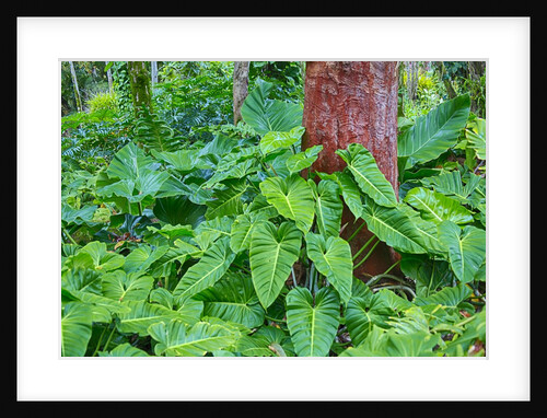Philodendrons Growing in Forest by Anonymous