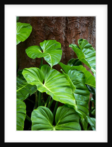 Philodendrons Growing in Forest by Anonymous
