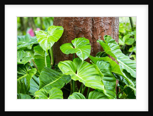 Philodendrons Growing in Forest by Anonymous