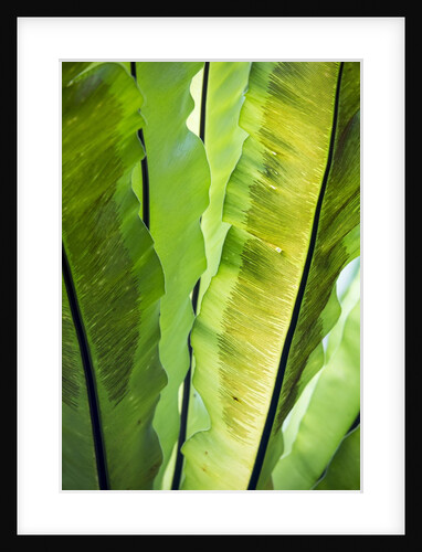 Tropical Gardens with philodendrons by Anonymous