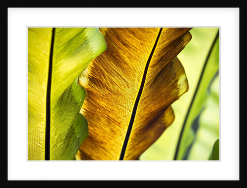 Tropical Gardens with philodendrons by Anonymous