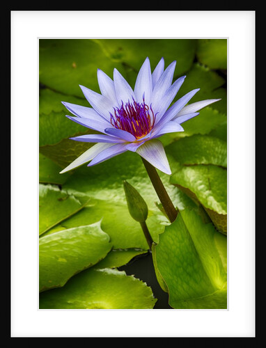 Tropical Gardens with water lotus flower in full bloom by Anonymous