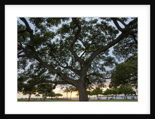 Tree at Sunset with Red glow by Anonymous