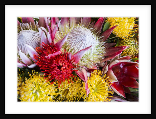 Wild Flowers of Hawaii by Anonymous
